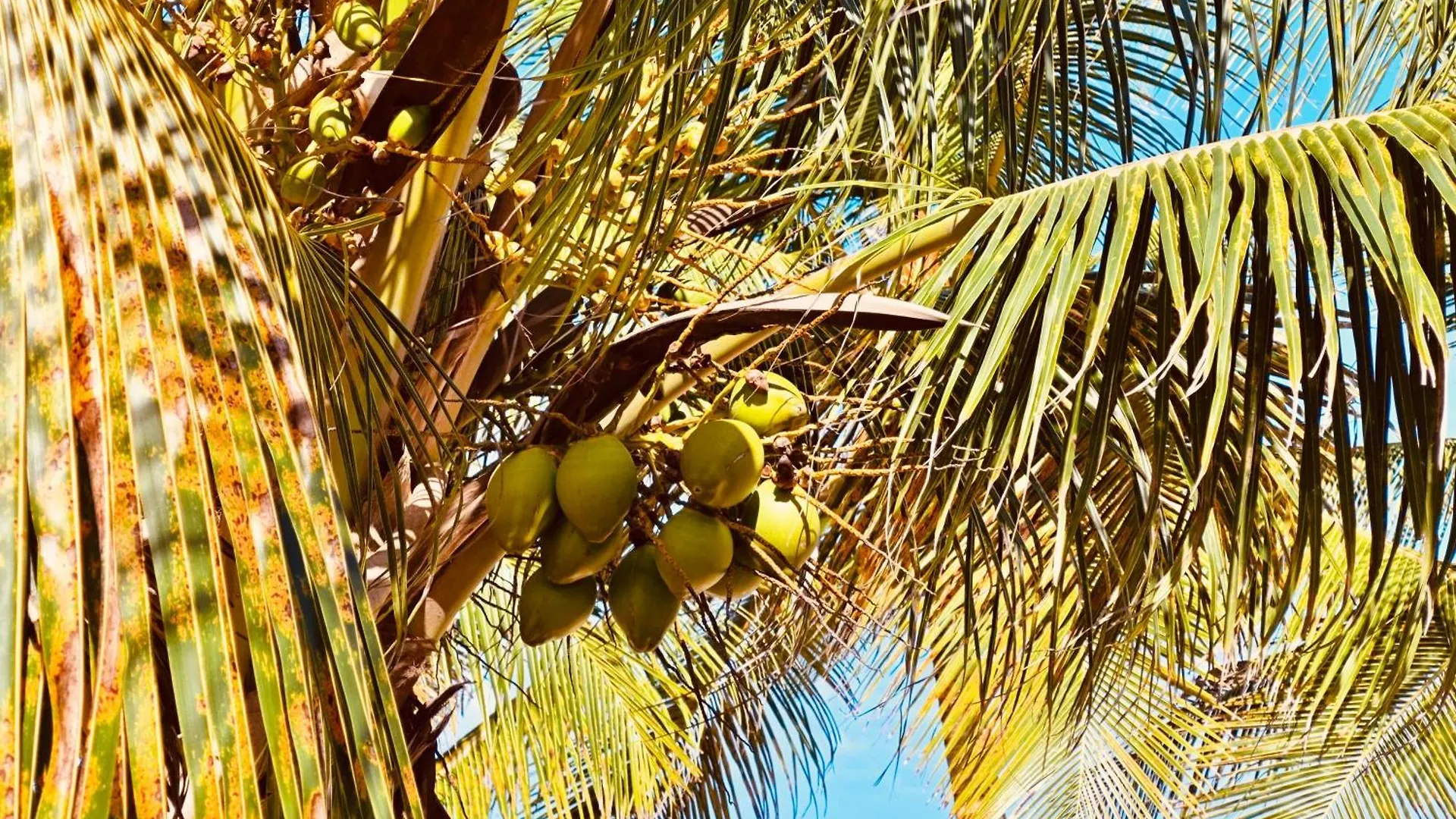 Gite Acelie Morne-a-l'Eau Tatil Evi