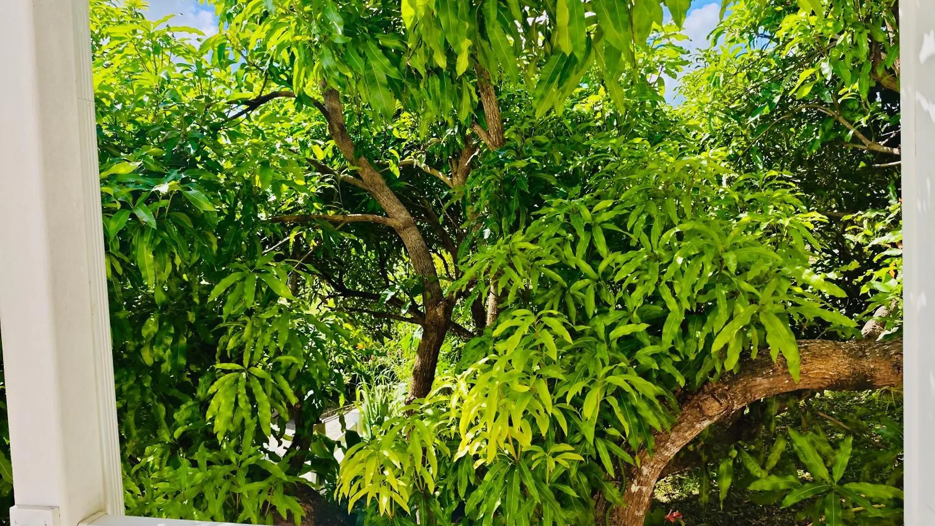 Gite Acelie Morne-a-l'Eau Guadeloupe